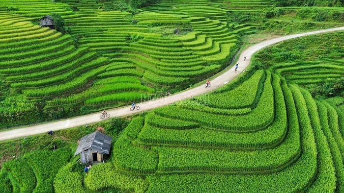 Cung đường đua đi qua những thửa ruộng bậc thang đang chuyển màu xanh, vàng tại Giải đua xe đạp địa hình “Mường Bo X-Rice-LCC10: Vút bay trên sóng lúa vàng” năm 2026 đã để lại những ấn tượng khó quên cho các vận động viên. Ảnh: Mạnh Dũng