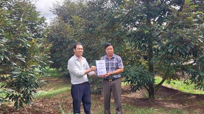 Kinh tế tập thể, hợp tác xã ở Đắk Sắk vẫn chưa phát huy hết tiềm năng nông nghiệp.