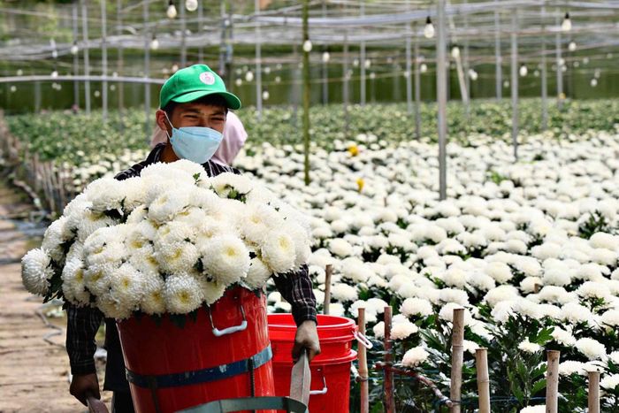 Nhiều doanh nghiệp, nhà vườn thu hút lao động địa phương