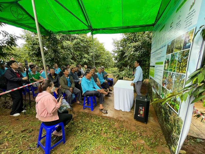 Ngành Khuyến nông Lâm Đồng tổ chức tập huấn kỹ thuật, hướng dẫn nông dân xây dựng và quản lý mã số vùng trồng sầu riêng