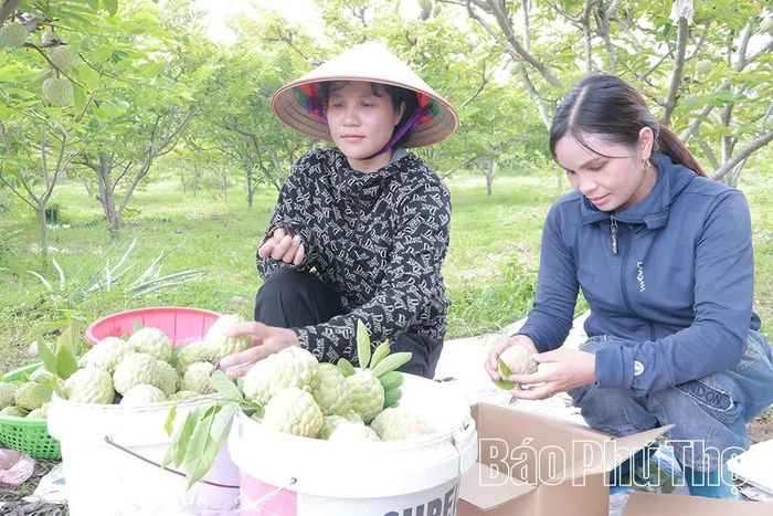Đặc sản na dai Bồ Lý năm nay được mùa, được giá.