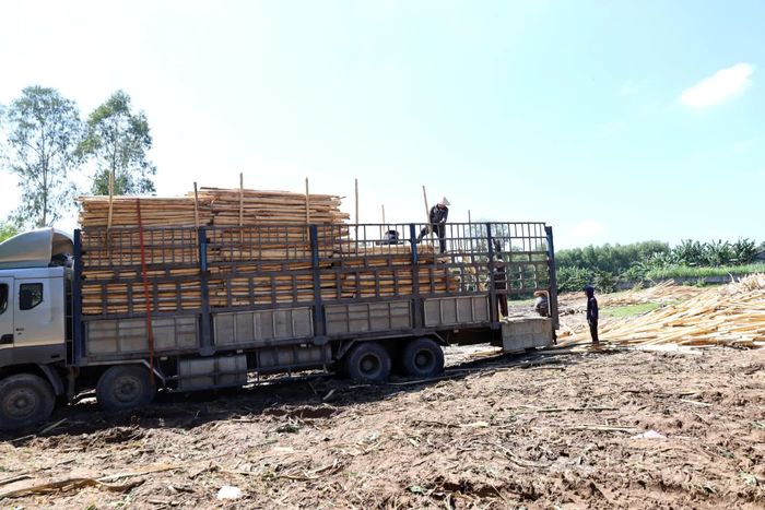 Gỗ rừng trồng là 1 trong 3 ngành hàng xuất khẩu chủ lực của Quảng Trị được xác định sẽ chịu ảnh hưởng trực tiếp bởi EUDR - Ảnh: V.M