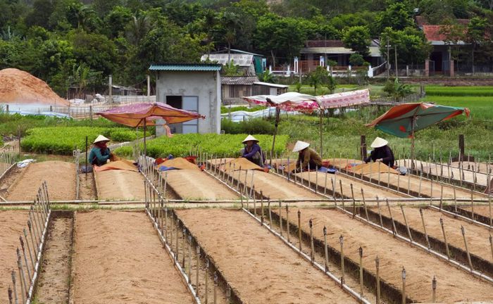 Nghề ươm cây giống mang lại thu nhập ổn định cho nhiều lao động tại địa phương - Ảnh: L.Lan