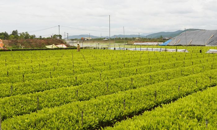 Vườn ươm cây giống của Hợp tác xã Sản xuất giống cây lâm nghiệp, cây ăn quả Thuận Trường - Ảnh: L.Lan