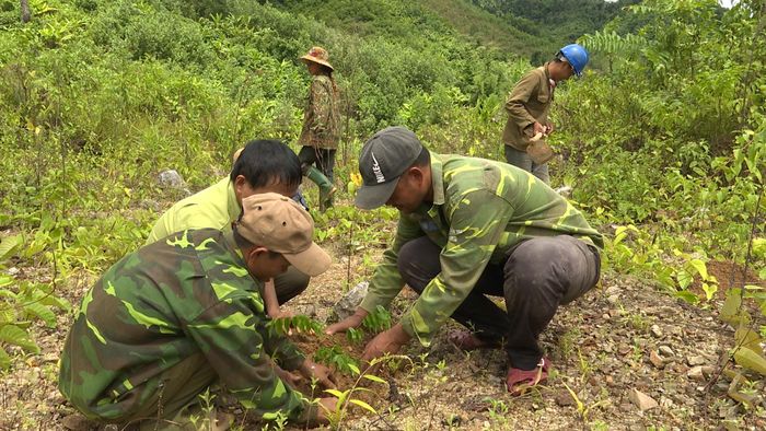 Cần sự chung tay của cộng đồng để rừng thêm xanh - Ảnh: M.H
