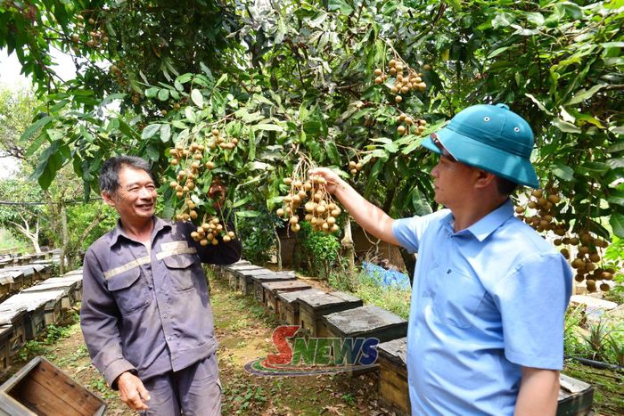 Cán bộ xã Yên Sơn hướng dẫn nhân dân bản Yên Quỳnh thu hoạch nhãn.