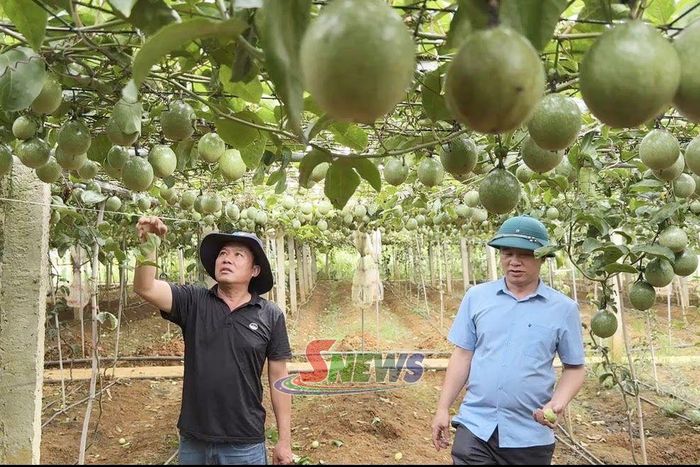 Mô hình trồng cây chanh leo vàng của người dân bản Yên Sơn.