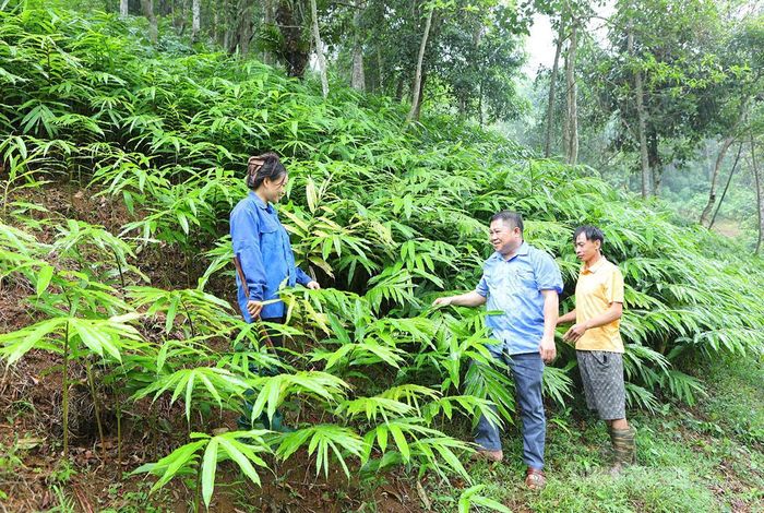 Từ các cuộc giám sát của HĐND các cấp, xã Thượng Nông nhân rộng phát triển mô hình trồng cây sa nhân, nâng cao thu nhập.
