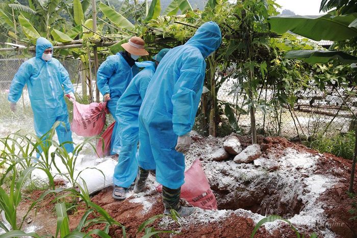 Gia cầm mắc bệnh được tiêu hủy theo quy định tại xã Tân Quang nhằm ngăn chặn nguy cơ lây lan dịch bệnh.