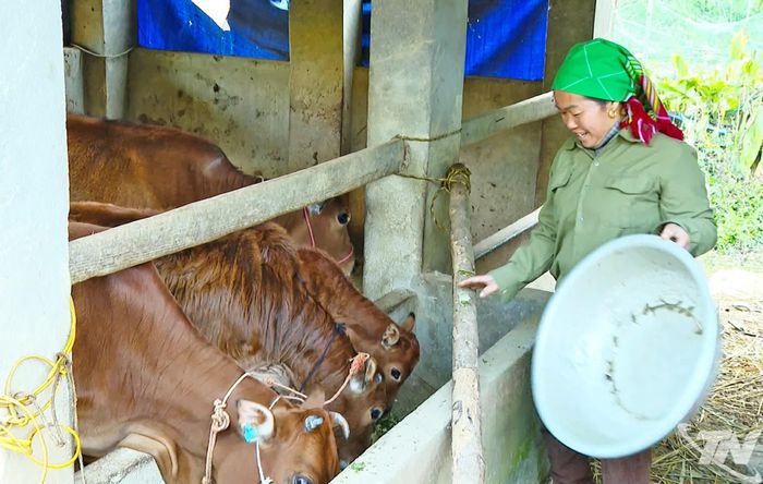 Sau khi được hỗ trợ bò, gia đình bà Dương Thị Thường, thôn Pác Liển, xã Nghiên Loan đã chăm sóc tốt và duy trì phát triển đàn bò.