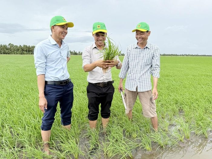 Anh Huỳnh Thành Chuẩn (phải) chia sẻ kết quả bước đầu của mô hình với cán bộ kỹ thuật và nông dân địa phương khi bộ rễ lúa phát triển khỏe, ít bị ảnh hưởng bởi phèn