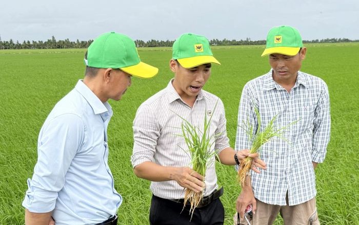 Theo so sánh bộ rễ giữa ruộng áp dụng quy trình cải tạo đất và ruộng canh tác theo tập quán truyền thống, cho thấy ruộng của anh Huỳnh Thành Chuẩn có sự khác biệt rõ về khả năng sinh trưởng của cây lúa