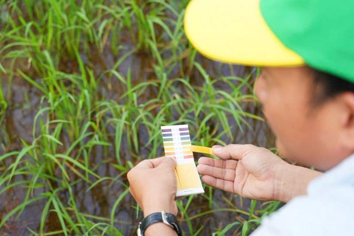  Cán bộ kỹ thuật đo pH nước ruộng để theo dõi diễn biến môi trường đất, làm cơ sở điều chỉnh các giải pháp cải tạo phù hợp cho cây lúa