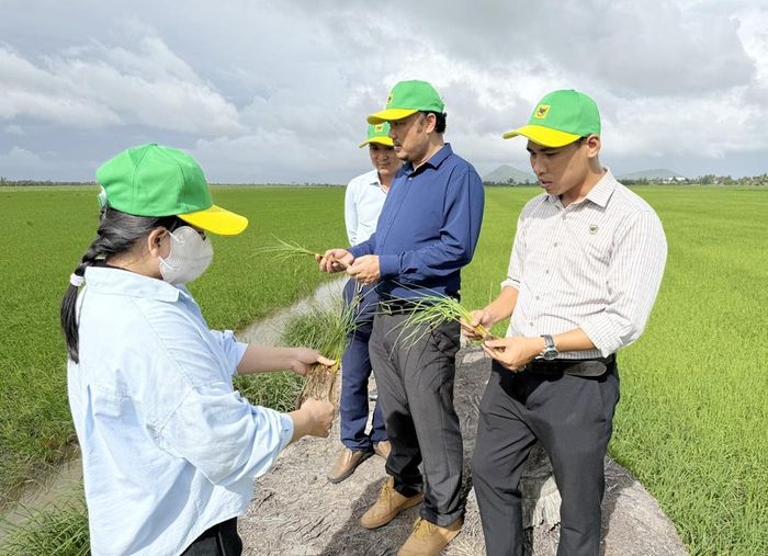  Đội ngũ kỹ thuật cùng nông dân kiểm tra bộ rễ, khả năng sinh trưởng của cây lúa trên mô hình sau khi áp dụng quy trình cải tạo đất và bón phân theo khuyến cáo 