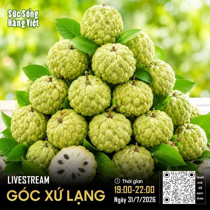 Na Hữu Lũng sẽ được đưa từ vườn đến trực tiếp Không gian 62 Tràng Tiền để phục vụ người tiêu dùng Hà Nội