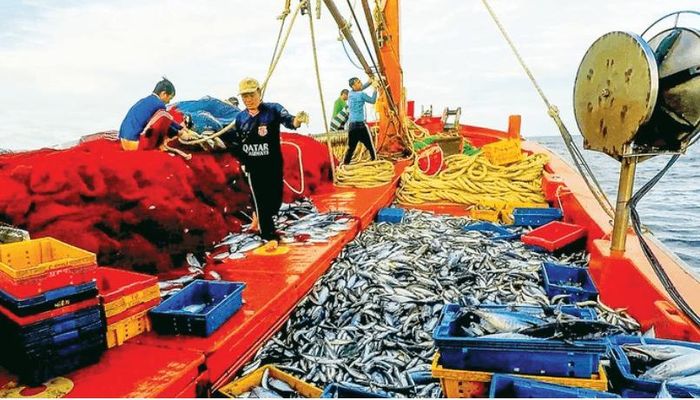 TP. Hồ Chí Minh cũng sẽ xử lý nghiêm các vi phạm khai thác thác hải sản bất hợp pháp, không báo cáo và không theo quy định. Ảnh minh họa