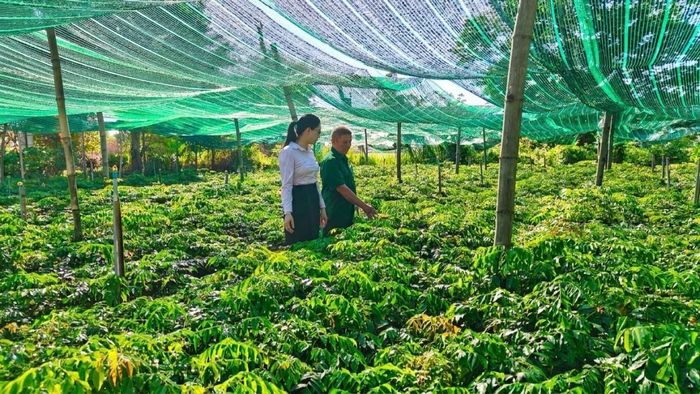 Mô hình ươm và trồng cây giống trên diện tích hơn 3.000m² của ông Nguyễn Trình, hội viên Hội Cựu chiến binh phường Hương Trà, TP Đà Nẵng.