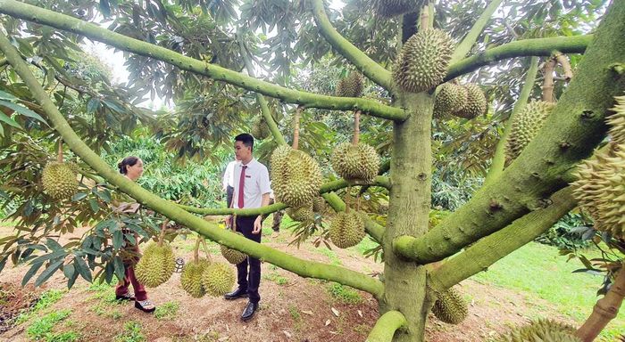 Agribank Đắk Lắk đang tập trung đầu tư vốn cho các vùng nguyên liệu cà phê, hồ tiêu, sầu riêng, lúa, chăn nuôi cùng các doanh nghiệp, hợp tác xã tham gia chuỗi liên kết sản xuất, chế biến và tiêu thụ nông sản.
