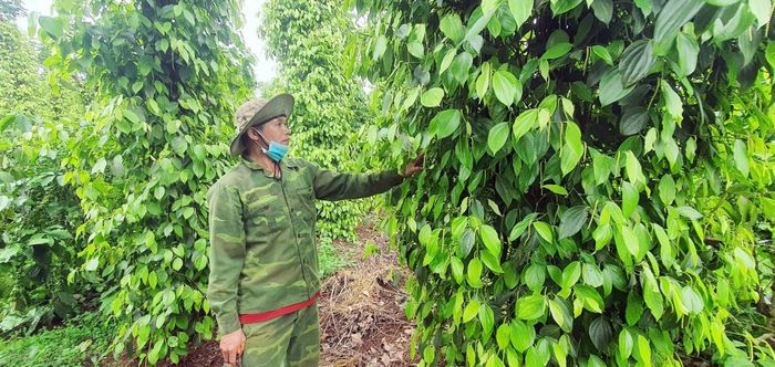 Tín dụng ngân hàng đang hỗ trợ tích cực cho khu vực sản xuất kinh doanh tại Đắk Lắk