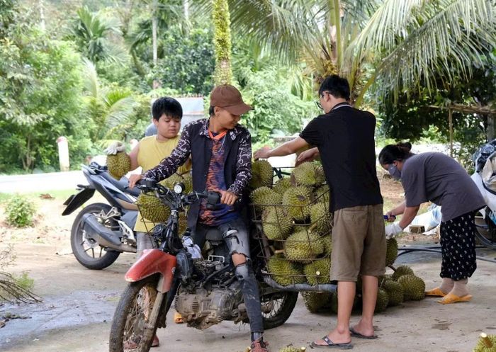Hiện tại là thời điểm chính vụ thu hoạch sầu riêng ở Tây Nguyên.