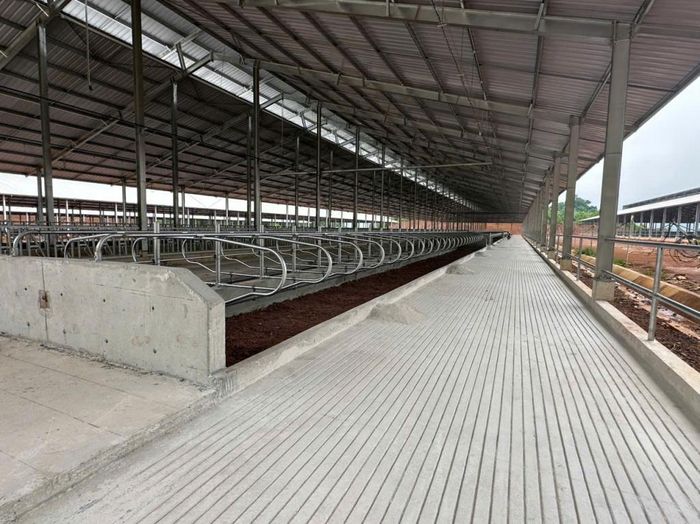 Khu vực chuồng trại Dự án chăn nuôi bò sữa và chế biến sữa công nghệ cao.