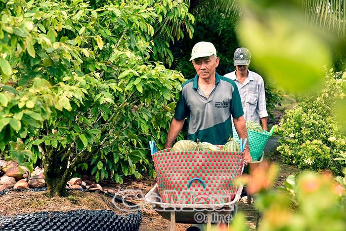 Nông dân khóm Bào Sơn, Phường Lý Văn Lâm, vận chuyển dưa hấu sau thu hoạch.