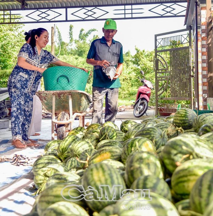  Ông Lâm Văn Đảm, nông dân có nhiều kinh nghiệm trồng dưa hấu ở khóm Bào Sơn, cho biết, dưa hấu Lý Văn Lâm đã tạo được thương hiệu trên thị trường, giá bán mỗi kg cao hơn khoảng 2.000-3.000 đồng so với dưa hấu thông thường.