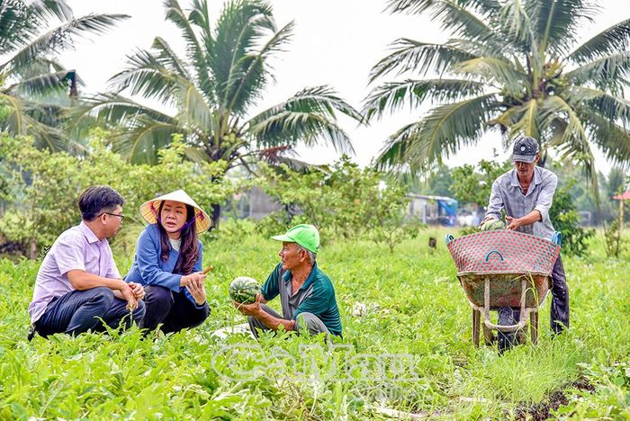 Phó Chủ tịch Hội Nông dân Phường Lý Văn Lâm Nguyễn Chí Thành (bìa trái) kiểm tra tình hình thu hoạch, lưu ý nông dân một số biện pháp chăm sóc dưa hấu trái vụ.