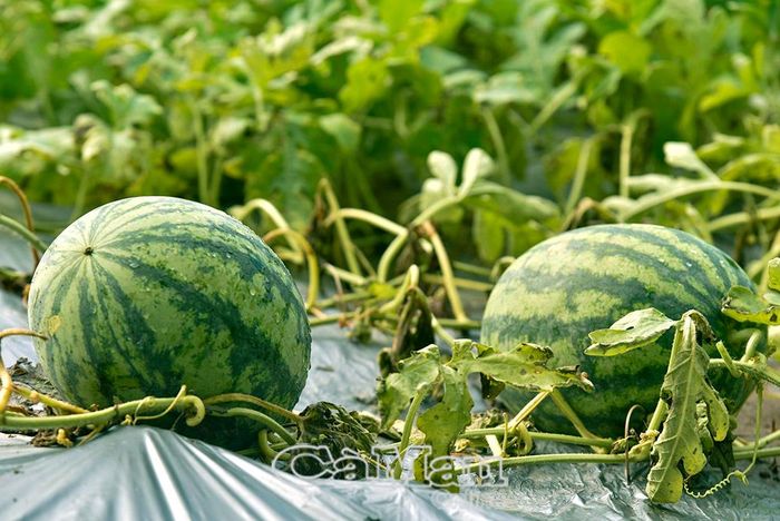 Nhiều ruộng dưa hấu đạt năng suất cao, có trái nặng gần 4 kg.