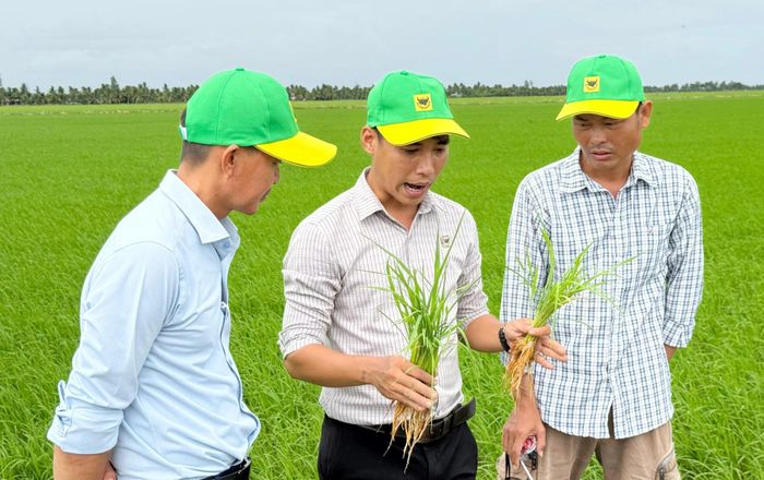 Theo so sánh bộ rễ giữa ruộng áp dụng quy trình cải tạo đất và ruộng canh tác theo tập quán truyền thống, cho thấy ruộng của anh Huỳnh Thành Chuẩn có sự khác biệt rõ về khả năng sinh trưởng của cây lúa.