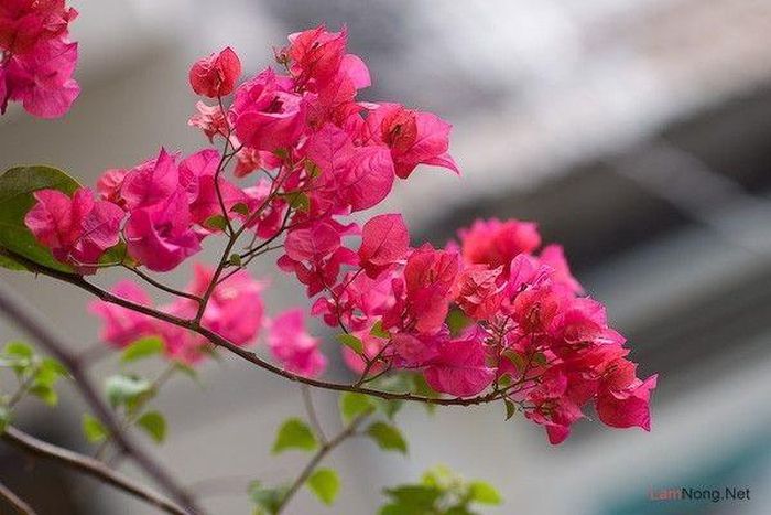 Hoa giấy là loại cây sinh trưởng nhanh, cành nhánh phát triển mạnh và dễ lan rộng. Ảnh minh họa.