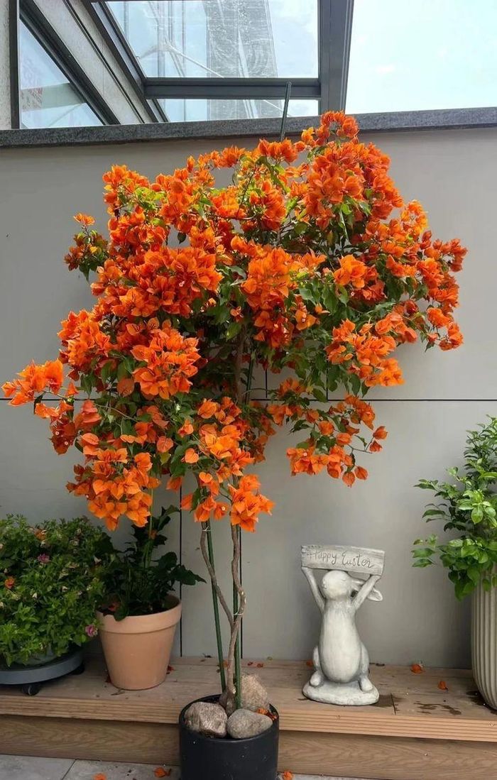 Bón phân và điều chỉnh ánh sáng sau khi kéo cành. Ảnh minh họa.