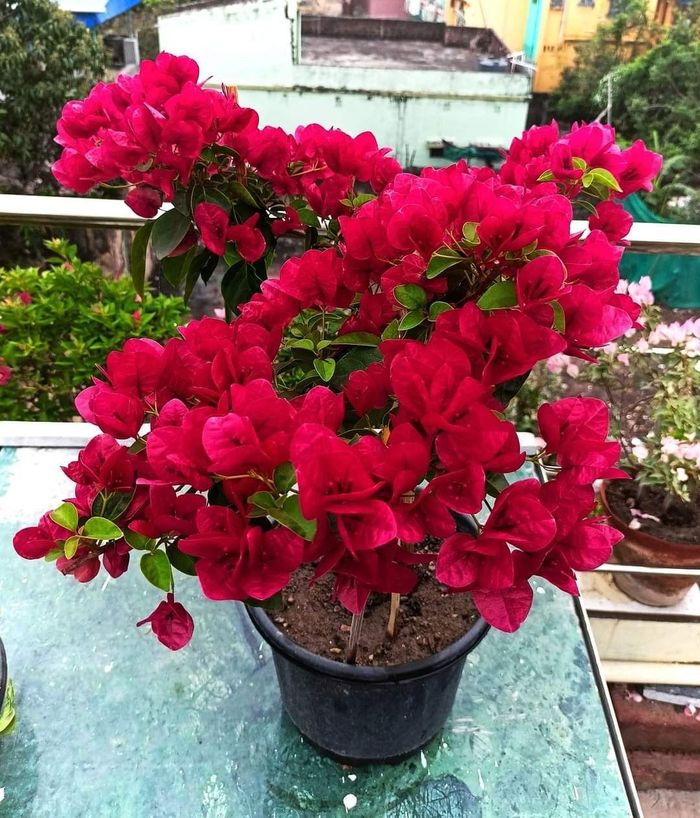 Trước khi tiến hành kéo cành, bạn nên loại bỏ những cành yếu, sâu bệnh hoặc phát triển kém. Ảnh minh họa.