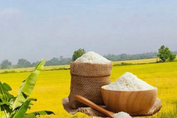 Thị trường lúa gạo trong nước giữ ổn định, còn giá gạo xuất khẩu tăng ở một số chủng loại. (Ảnh minh họa: Báo Công Thương)
