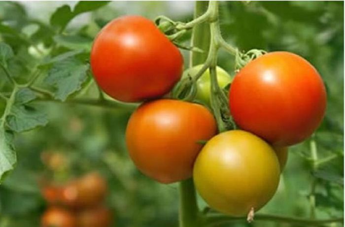 Bệnh nhân suy thận nên hạn chế ăn cà chua.