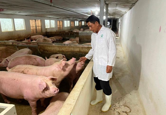 Thành phố sẽ tiếp tục hỗ trợ các cơ sở chăn nuôi ứng dụng chuồng kín, tự động hóa các khâu chăm sóc, quản lý dịch bệnh và xử lý môi trường. Ảnh: PV