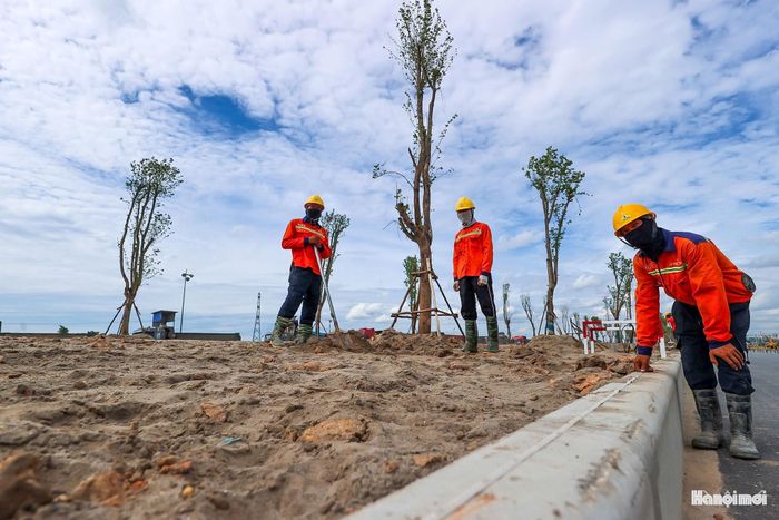 Theo đánh giá của các đơn vị thi công, chỉ sau khoảng 2 đến 3 năm, hàng cây sẽ phát triển đồng đều, tạo bóng mát và hình thành một đại lộ hoa ban quy mô lớn.