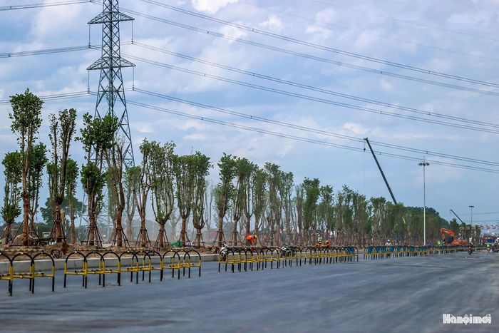 Việc lựa chọn cây ban làm cây chủ đạo không chỉ đáp ứng yêu cầu về cảnh quan đô thị mà còn mang ý nghĩa tạo bản sắc riêng cho trục giao thông trung tâm.