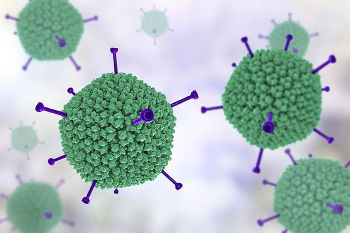 Ảnh minh họa Adenovirus.