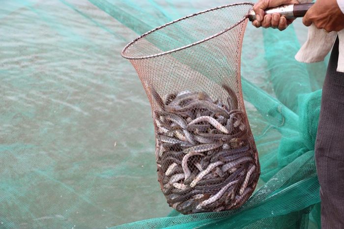 Người nuôi cá kèo trên địa bàn tỉnh Cà Mau cho biết, cá kèo là đối tượng nuôi khá phù hợp với điều kiện của địa phương, chi phí đầu tư không nhiều. Ảnh: Nguyên Du