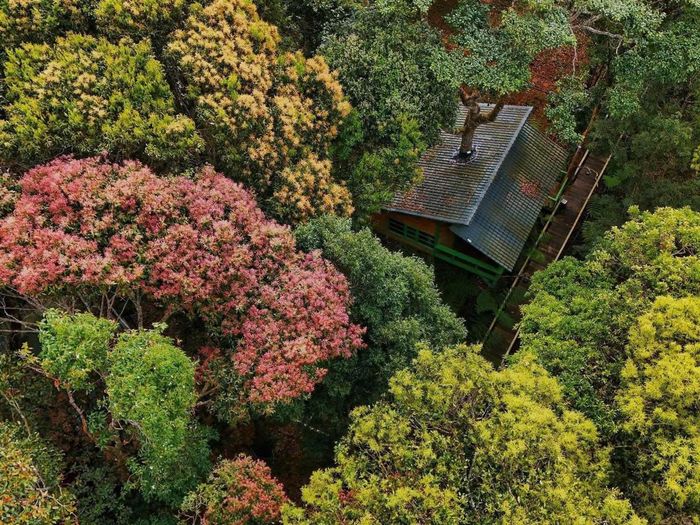 Măng Đen Treehouse (Quảng Ngãi) vừa trở thành một trong năm đại diện của Việt Nam được đề cử giải thưởng "Làng du lịch tốt nhất thế giới" năm 2026.