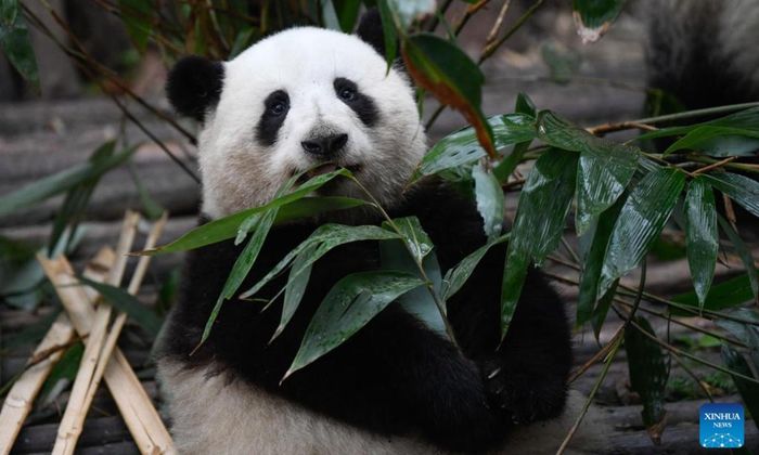  Gấu trúc Hoa Hoa tại Trung tâm Nghiên cứu và Nhân giống Gấu trúc khổng lồ Thành Đô (Trung Quốc) vào năm 2023. Ảnh: Tân Hoa Xã. 