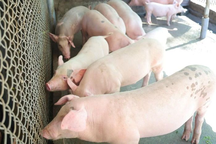 Đàn heo của gia đình bà Tín hiện là nguồn thu nhập chính, mở ra cơ hội phát triển kinh tế bền vững