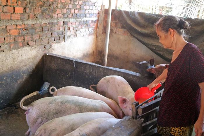 Bà Đỗ Thị Huệ đang chăm sóc đàn heo của gia đình
