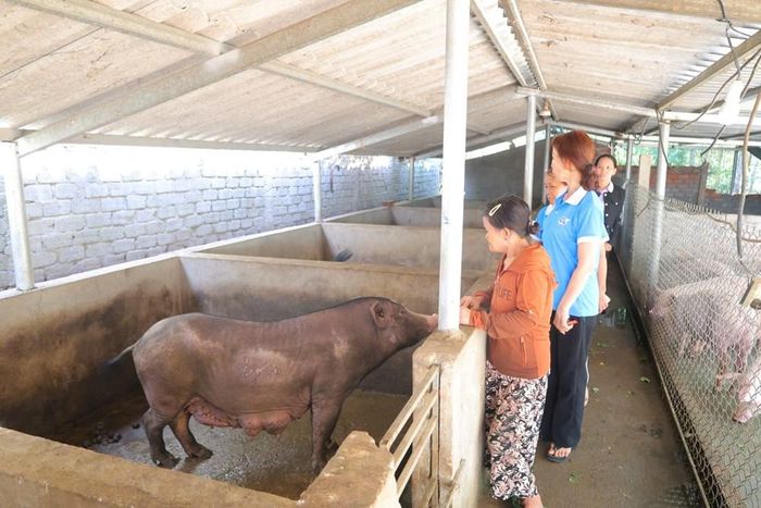 Mô hình heo giống xoay vòng lan tỏa tinh thần tương thân tương ái, góp phần giúp nhiều phụ nữ vươn lên thoát nghèo bền vững