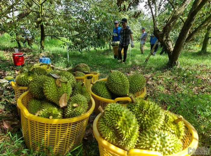 Năm 2025, con số xuất khẩu sầu riêng của Việt Nam đạt kỷ lục với kim ngạch 3,86 tỷ USD, cao nhất trong các ngành hàng rau quả
