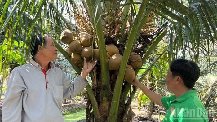 Nông dân trồng dừa lo lắng khi giá liên tục sụt giảm.