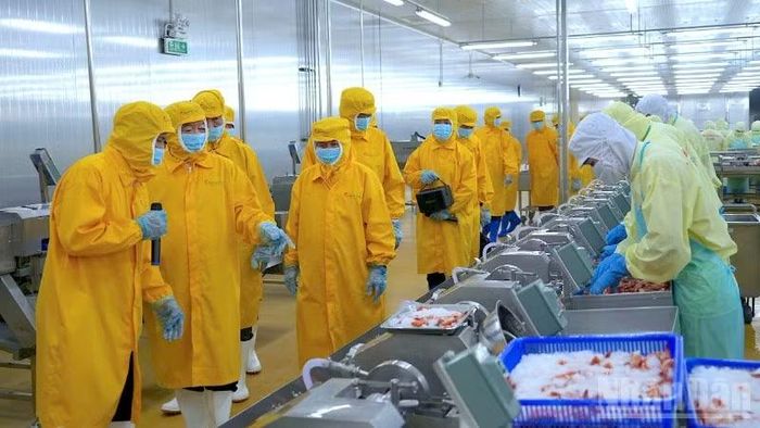 Hoạt động chế biến tôm xuất khẩu tại Nhà máy thủy sản thuộc Tập đoàn Minh Phú tại xã Khánh An, tỉnh Cà Mau.