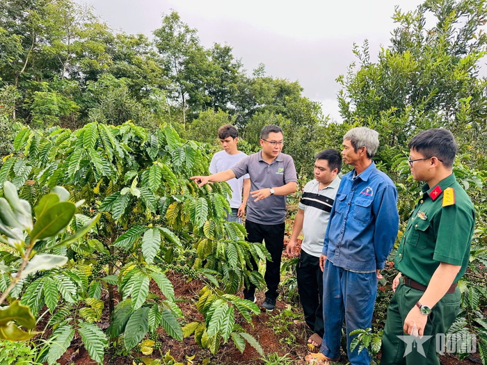  Cán bộ kỹ thuật trao đổi, hướng dẫn người lao động các biện pháp chăm sóc, nâng cao năng suất vườn cà phê. 