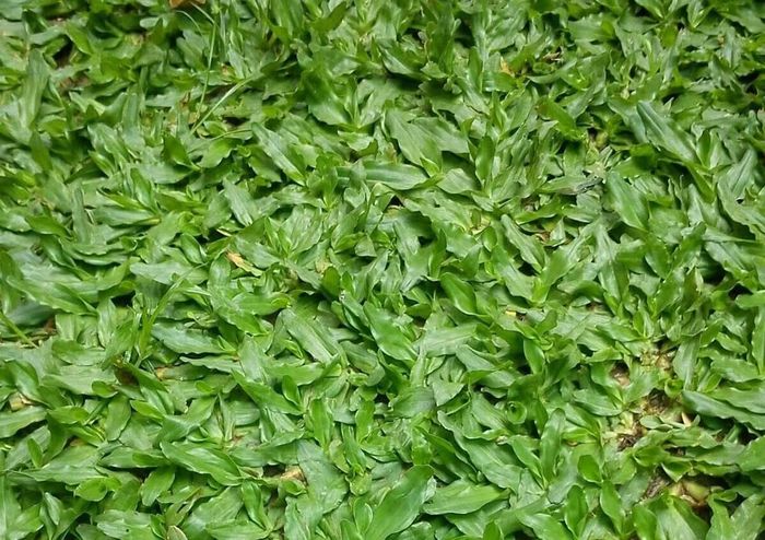 Cỏ lá gừng. (Ảnh: Codai.net)
